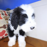 Squirt Bernedoodle 04