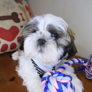 Stinger Shih Tzu 01 Stinger Shih Tzu 01