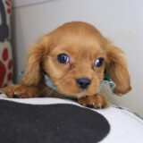 Stivem Cavalier King Charles Spaniel 02