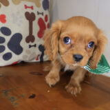Stivem Cavalier King Charles Spaniel 03