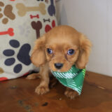 Stivem Cavalier King Charles Spaniel 04