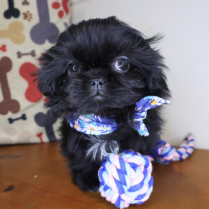 Sugar Shih Tzu 01 Sugar Shih Tzu 01