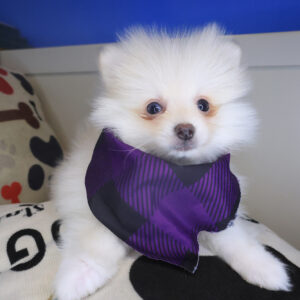 Sumo Pomeranian 01 Sumo Pomeranian 01