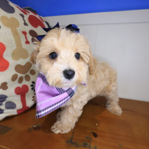 Sunshine Maltipoo 01 Sunshine Maltipoo 01