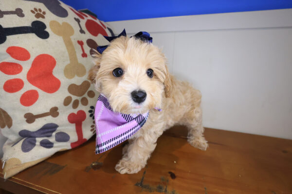 Sunshine Maltipoo 01