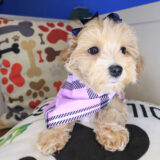 Sunshine Maltipoo 03