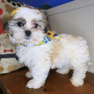 Tango Malshi 01 Tango Malshi 01