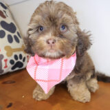 Tango Shihpoo 01