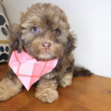 Tango Shihpoo 02