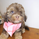 Tango Shihpoo 04