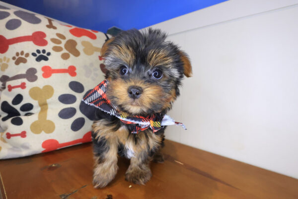 Taz Yorkshire Terrier 01