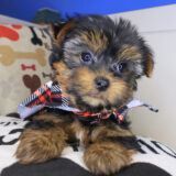 Taz Yorkshire Terrier 02