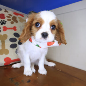 Tinker Cavalier King Charles Spaniel 01 Tinker Cavalier King Charles Spaniel 01
