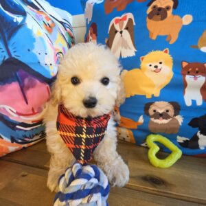 Toby Bichapoo 01 Toby Bichapoo 01