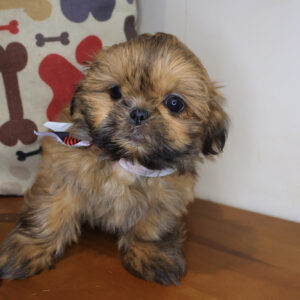 Tony Shih Tzu 01 Tony Shih Tzu 01