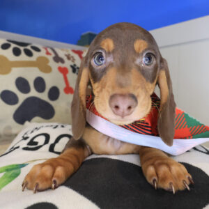 Travis Dachshund 01 Travis Dachshund 01