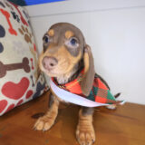 Travis Dachshund 02