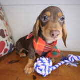 Travis Dachshund 04