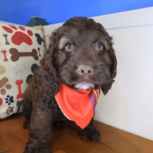 Tuscany Cockapoo 01 Tuscany Cockapoo 01