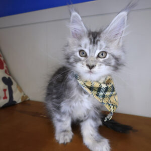 Twix Maine Coon 01 Twix Maine Coon 01