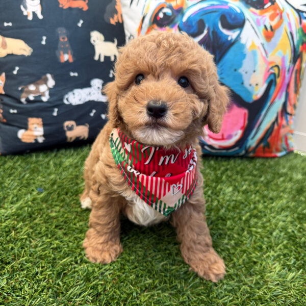 Vortex Goldendoodle 01