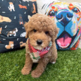 Vortex Goldendoodle 02