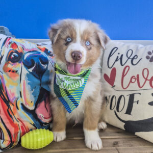 Waylon Australian Shepherd 01 Waylon Australian Shepherd 01