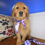 Welpe Golden Retriever 01
