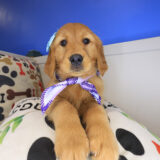 Welpe Golden Retriever 02
