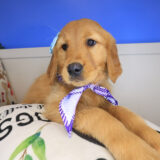 Welpe Golden Retriever 03