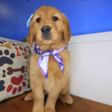 Welpe Golden Retriever 04