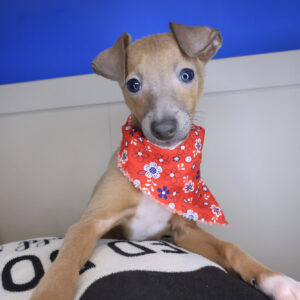 Wilma Italian Greyhound 01 Wilma Italian Greyhound 01