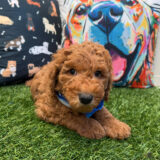 Winston Goldendoodle 03