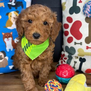 Winston Poodle 01 Winston Poodle 01