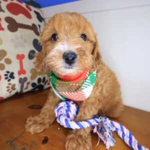 Woody Cockapoo 01 Woody Cockapoo 01