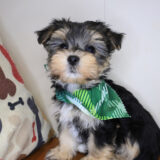 Woody Morkie 01