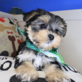 Woody Morkie 04