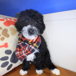 Yoyo Goldendoodle 01 Yoyo Goldendoodle 01