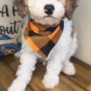 Zander Poodle 01 Zander Poodle 01