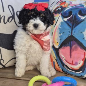 Zena Bernedoodle 01 Zena Bernedoodle 01