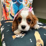 Zephyra Cavalier King Charles Spaniel 01