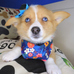 Zephyra Corgi 01 Zephyra Corgi 01