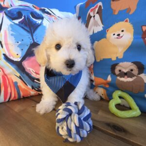 Zeus Bichapoo 01 Zeus Bichapoo 01