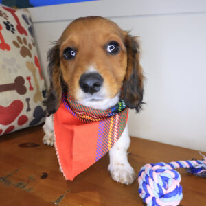 Zeus Dachshund 01 Zeus Dachshund 01