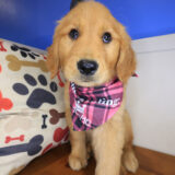 Aalyah Golden Retriever 01