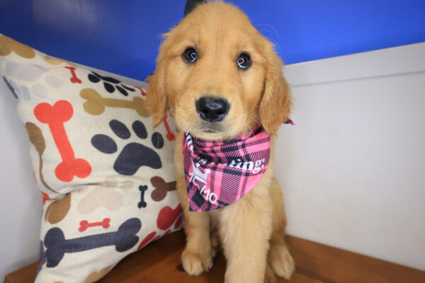 Aalyah Golden Retriever 01