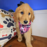 Aalyah Golden Retriever 02