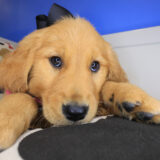 Aalyah Golden Retriever 03