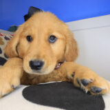 Aalyah Golden Retriever 04