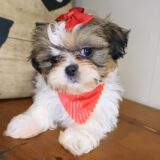 Adinka Shih Tzu 01